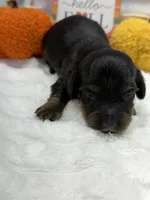 Forest, a male Miniature Dachshund for sale in Mansfield, MO – 1 of 2