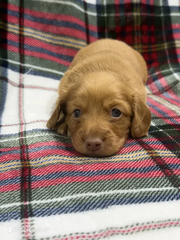 Peanut  – Dachshund, Miniature Dachshund puppy for sale in Mansfield, MO