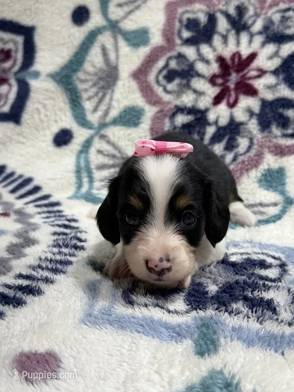 Ann – Dachshund, Miniature Dachshund puppy for sale in Mansfield, MO