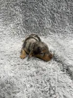 Tim (AKC), a male Dachshund and Miniature Dachshund for sale in Mansfield, MO – Photo 3 of 5