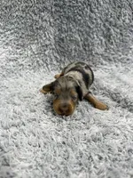 Tim (AKC), a male Dachshund and Miniature Dachshund for sale in Mansfield, MO – Photo 2 of 5