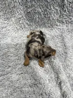Tim (AKC), a male Dachshund and Miniature Dachshund for sale in Mansfield, MO – Photo 5 of 5