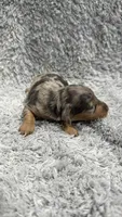 Tim (AKC), a male Dachshund and Miniature Dachshund for sale in Mansfield, MO – Photo 1 of 5