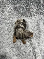 Tim (AKC), a male Dachshund and Miniature Dachshund for sale in Mansfield, MO – Photo 4 of 5