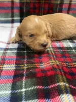 Buck (AKC , a male Dachshund and Miniature Dachshund for sale in Mansfield, MO – 3 of 5