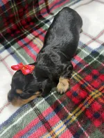 Daisy (AKC, a female Dachshund and Miniature Dachshund for sale in Mansfield, MO – 3 of 4