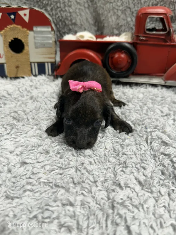 Dixie  – Dachshund, Miniature Dachshund puppy for sale in Mansfield, MO