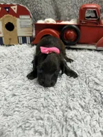 Dixie , a female Dachshund and Miniature Dachshund for sale in Mansfield, MO – 1 of 5
