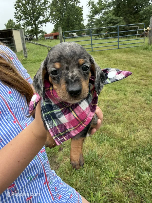 Lou (AKC) – Dachshund, Miniature Dachshund puppy for sale in Mansfield, MO