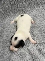 Ty (AKC), a male Dachshund and Miniature Dachshund for sale in Mansfield, MO – Photo 3 of 3