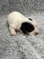 Ty (AKC), a male Dachshund and Miniature Dachshund for sale in Mansfield, MO – Photo 2 of 3