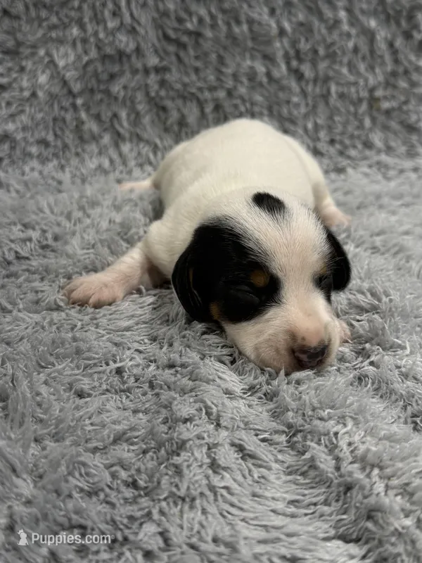 Ty (AKC) – Dachshund, Miniature Dachshund puppy for sale in Mansfield, MO