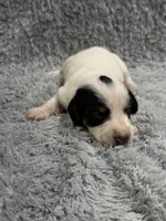 Ty (AKC), a male Dachshund and Miniature Dachshund for sale in Mansfield, MO – Photo 1 of 3