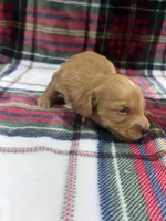 Buck (AKC , a male Dachshund and Miniature Dachshund for sale in Mansfield, MO – 5 of 5