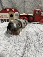 Elvis , a male Dachshund and Miniature Dachshund for sale in Mansfield, MO – 2 of 6