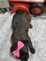 Dixie , a female Dachshund and Miniature Dachshund for sale in Mansfield, MO – 5 of 5