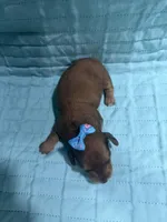 Mango, a female Dachshund and Miniature Dachshund for sale in Mansfield, MO – Photo 4 of 4