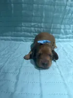 Mango, a female Dachshund and Miniature Dachshund for sale in Mansfield, MO – Photo 2 of 4