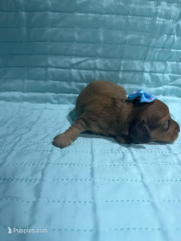 Mango – Dachshund, Miniature Dachshund puppy for sale in Mansfield, MO