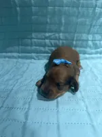 Mango, a female Dachshund and Miniature Dachshund for sale in Mansfield, MO – Photo 3 of 4