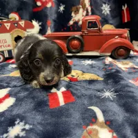Copper, a male Dachshund and Miniature Dachshund for sale in Mansfield, MO – Photo 3 of 8