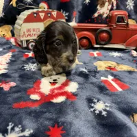 Copper, a male Dachshund and Miniature Dachshund for sale in Mansfield, MO – Photo 8 of 8