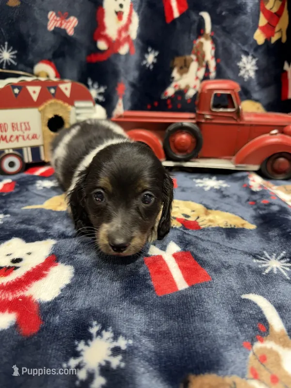 Copper, a male Dachshund and Miniature Dachshund for sale in Mansfield, MO – Photo 1 of 8