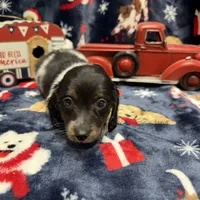Copper, a male Dachshund and Miniature Dachshund for sale in Mansfield, MO – Photo 1 of 8
