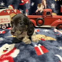Copper, a male Dachshund and Miniature Dachshund for sale in Mansfield, MO – Photo 7 of 8