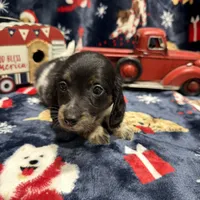 Copper, a male Dachshund and Miniature Dachshund for sale in Mansfield, MO – Photo 5 of 8