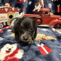 Copper, a male Dachshund and Miniature Dachshund for sale in Mansfield, MO – Photo 6 of 8