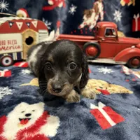 Copper, a male Dachshund and Miniature Dachshund for sale in Mansfield, MO – Photo 4 of 8