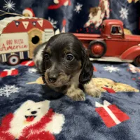 Copper, a male Dachshund and Miniature Dachshund for sale in Mansfield, MO – Photo 2 of 8