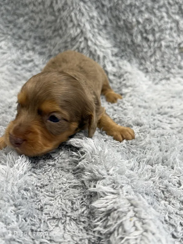 Rex – Dachshund, Miniature Dachshund puppy for sale in Mansfield, MO