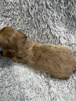 Rex, a male Dachshund and Miniature Dachshund for sale in Mansfield, MO – Photo 3 of 4