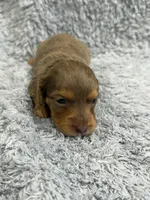 Rex, a male Dachshund and Miniature Dachshund for sale in Mansfield, MO – Photo 2 of 4
