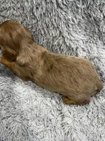 Rex, a male Dachshund and Miniature Dachshund for sale in Mansfield, MO – Photo 4 of 4