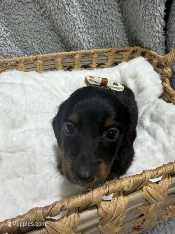 Diva(AKC – Dachshund, Miniature Dachshund puppy for sale in Mansfield, MO