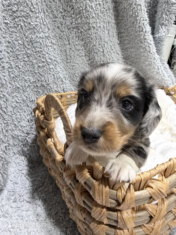 Elvis  – Dachshund, Miniature Dachshund puppy for sale in Mansfield, MO