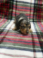 Axle , a male Dachshund and Miniature Dachshund for sale in Mansfield, MO – 3 of 4