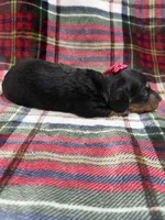 Alice , a female Dachshund and Miniature Dachshund for sale in Mansfield, MO – 2 of 2