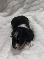 Berry , a male Dachshund and Miniature Dachshund for sale in Mansfield, MO – 6 of 6