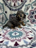 Lou (AKC), a female Dachshund and Miniature Dachshund for sale in Mansfield, MO – 6 of 7