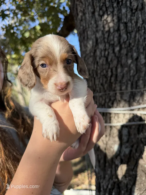 Acorn  – Miniature Dachshund puppy for sale in Mansfield, MO