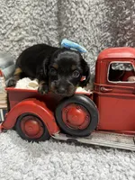 Daisy(AKC , a female Dachshund and Miniature Dachshund for sale in Mansfield, MO – 2 of 4