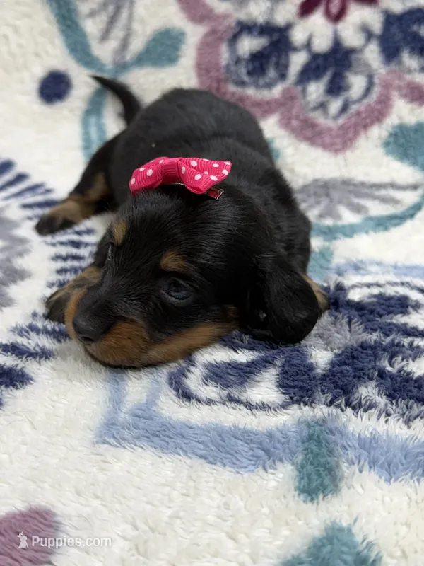 Alice  – Dachshund, Miniature Dachshund puppy for sale in Mansfield, MO