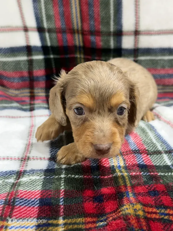 Rex – Dachshund, Miniature Dachshund puppy for sale in Mansfield, MO