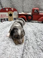 Elvis , a male Dachshund and Miniature Dachshund for sale in Mansfield, MO – 6 of 6