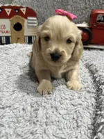 Cookie , a female Dachshund and Miniature Dachshund for sale in Mansfield, MO – 2 of 6