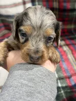 Tim (AKC), a male Dachshund and Miniature Dachshund for sale in Mansfield, MO – 4 of 10